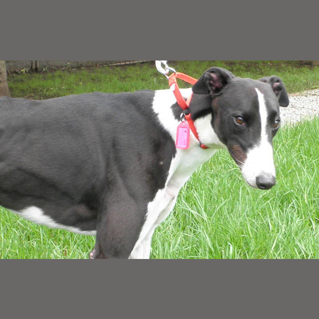 Photo of Max   Checking Out My New Home