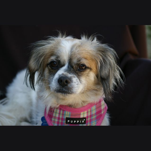 Photo of Bella