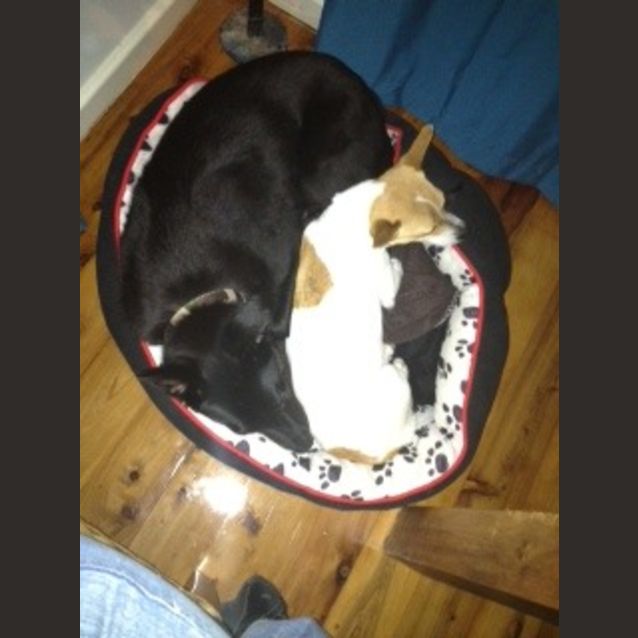 Photo of Diesel (2) (On Trial 24/12/12)