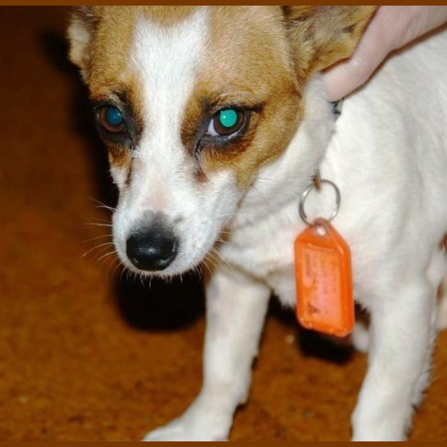 Photo of Portia *On Trial*