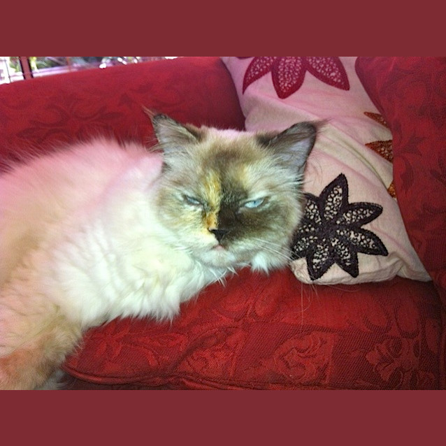 Photo of Indy Urgent Rehome Required