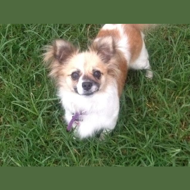 Photo of Peaches On Adoption Trial