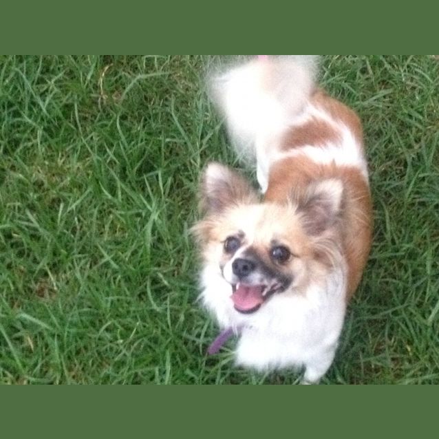 Photo of Peaches On Adoption Trial