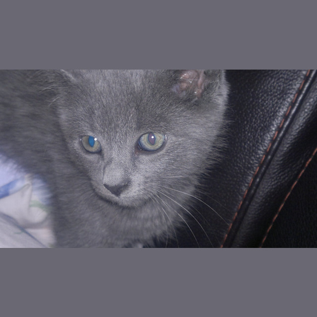 Photo of Gracie *Adoption Pending*