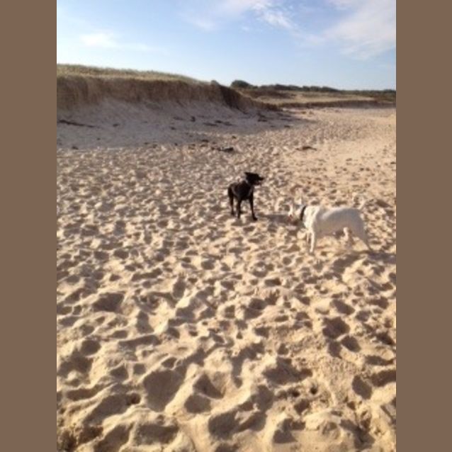 Photo of Diesel (2) (On Trial 24/12/12)