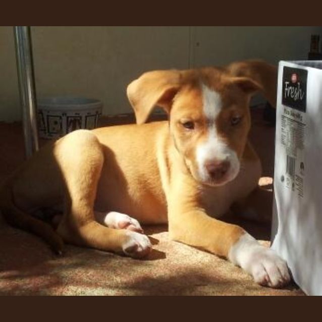 Photo of Clover   Adopted