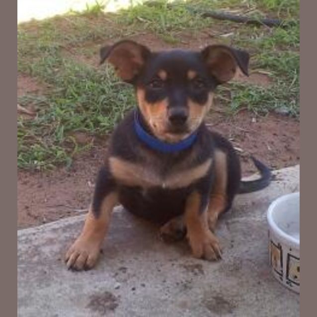 Photo of Rain On Hold Adoption Pending