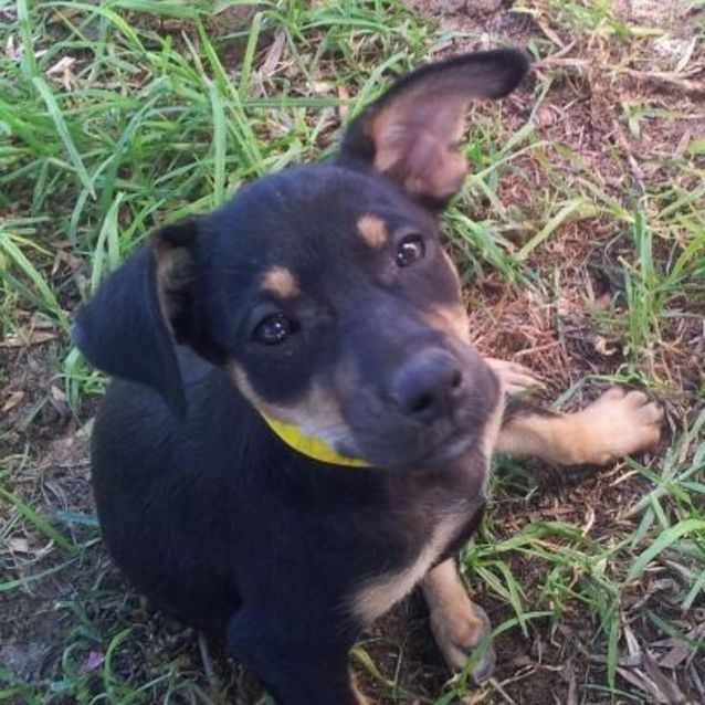 Photo of Storm Adoption Pending