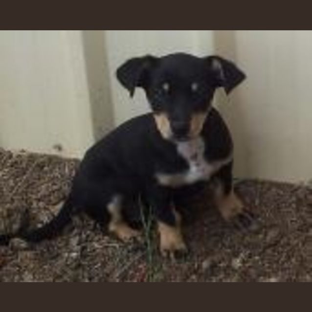Photo of Bidgee Adoption Pending