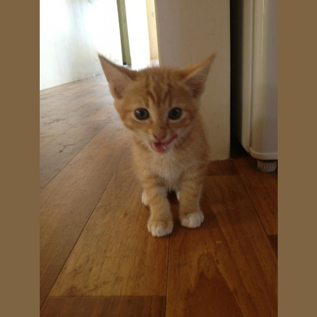 Photo of Ginger Kitten