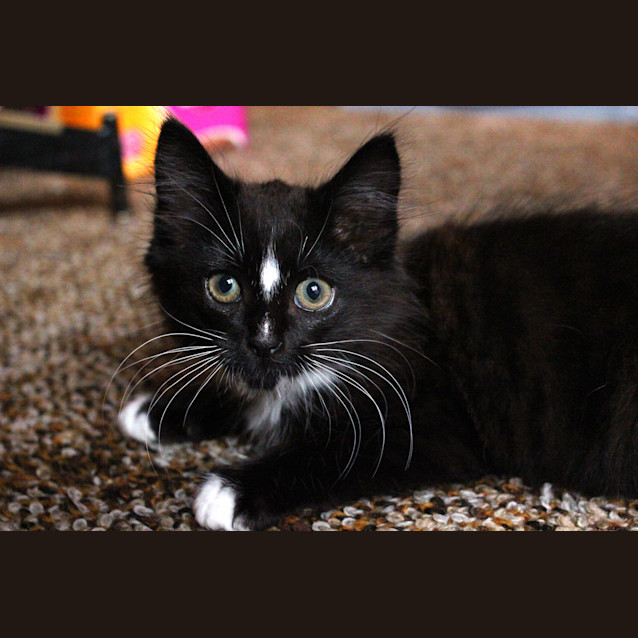 Photo of Midnight 'Adoption Pending'