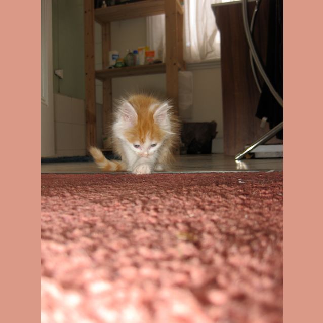 Photo of Roscoe