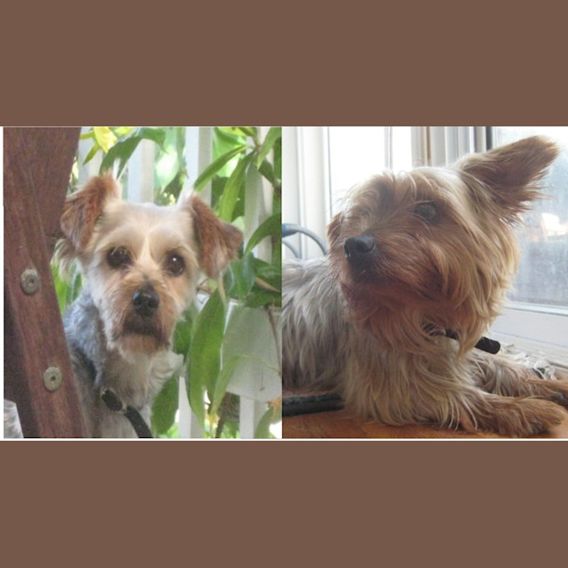 Photo of Silky And Rodney