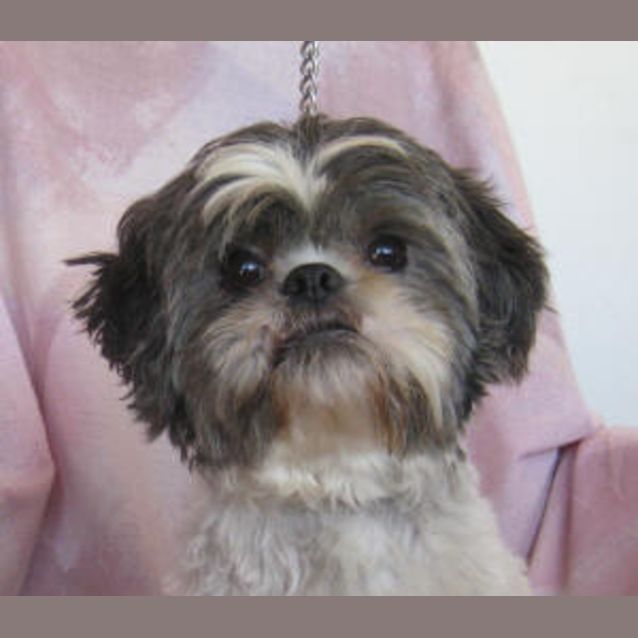 Photo of Bindi