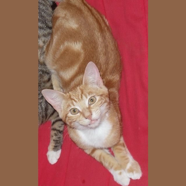 Photo of Oakley