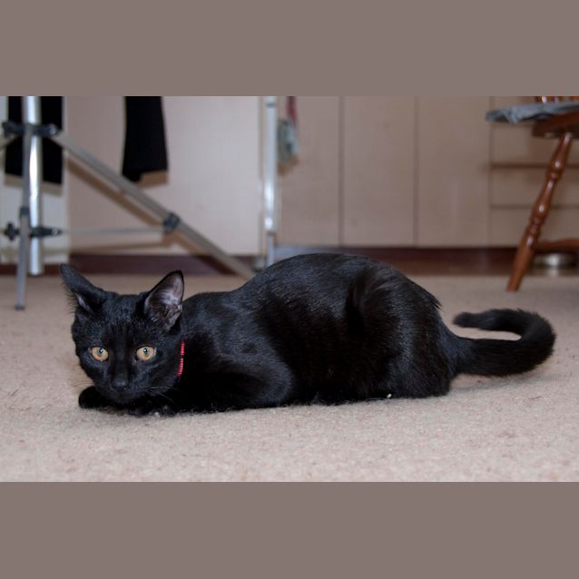 Photo of Jasper (Hc104)
