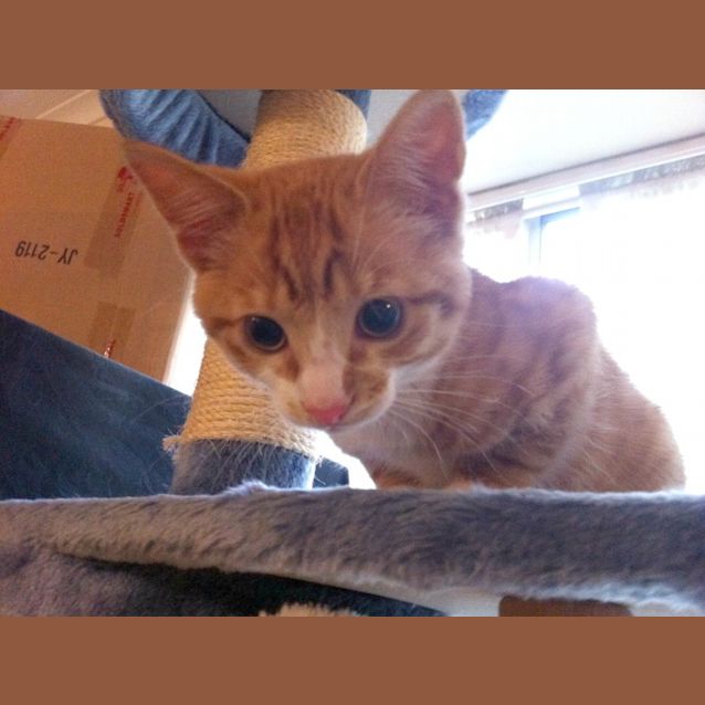 Photo of Ninjah!   On Trial In His New Home!