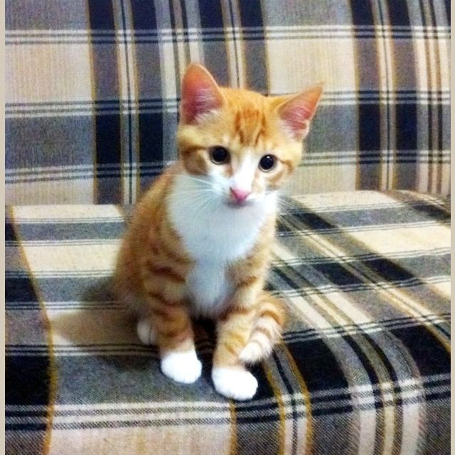 Photo of Ninjah!   On Trial In His New Home!