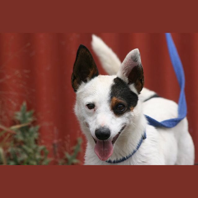 Photo of Toby