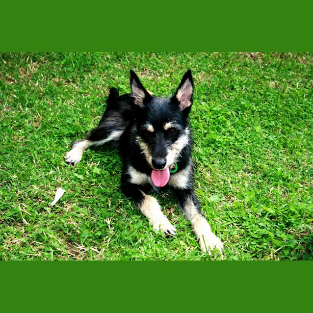 Photo of Daisy  Daisy Is At Her New Home....