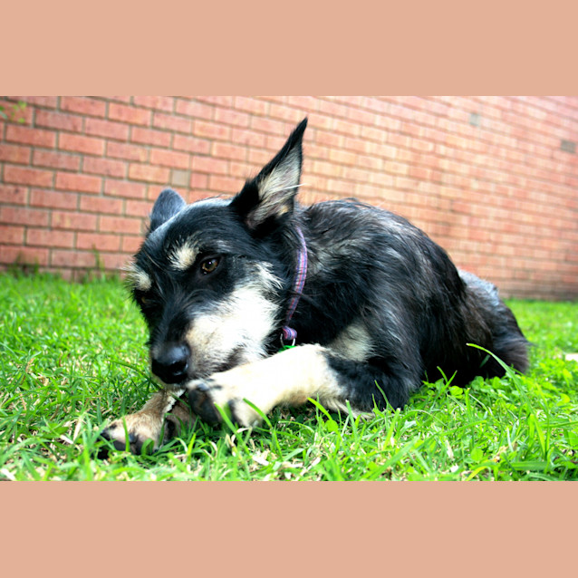 Photo of Daisy  Daisy Is At Her New Home....