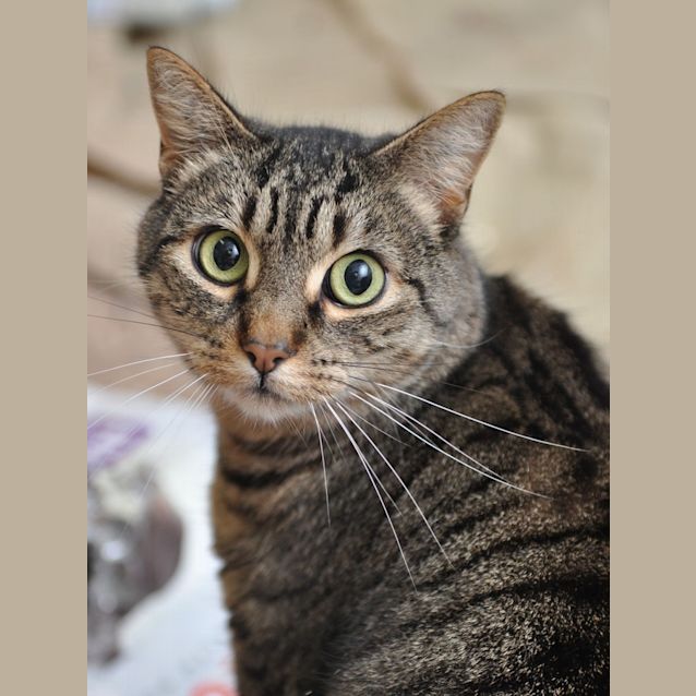 Photo of Atticus *On Trial*