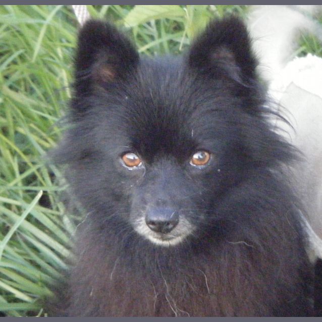 Photo of Mocha *On Adoption Trial*