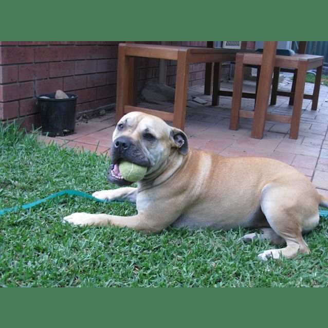 Photo of Lola