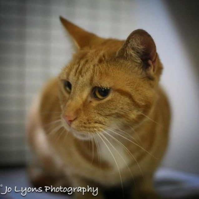Photo of Rose Rare Female Ginger Cat