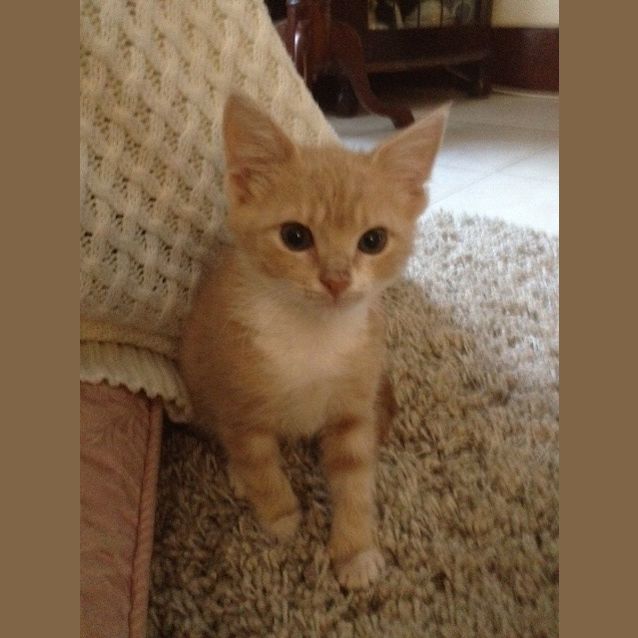 Photo of Jojo'adoption Pending'