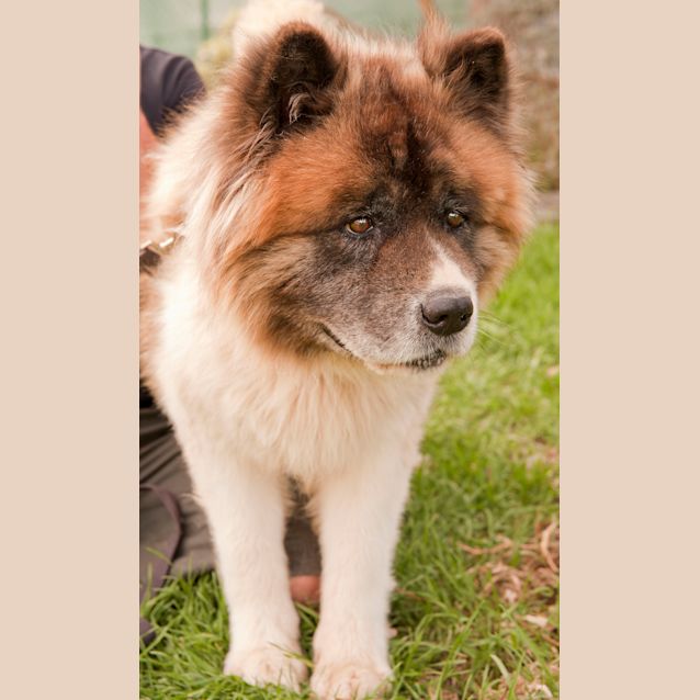Photo of Diesel Id 6340