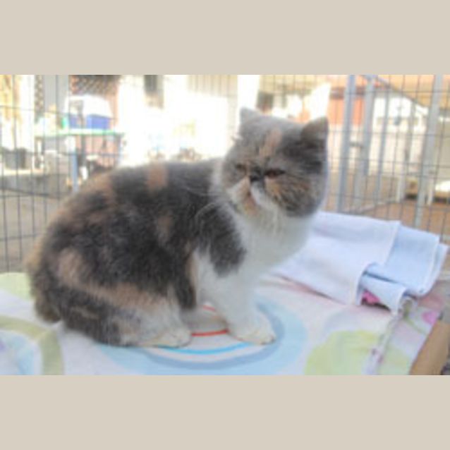 Photo of Pumpkin