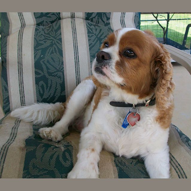Photo of Toby *On Trial In His New Home*