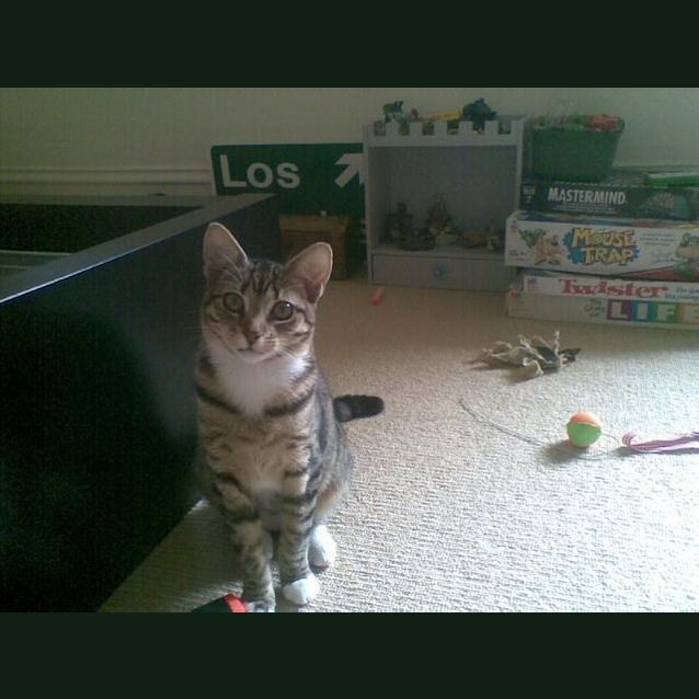 Photo of Heidi (Foster Carer Needed)