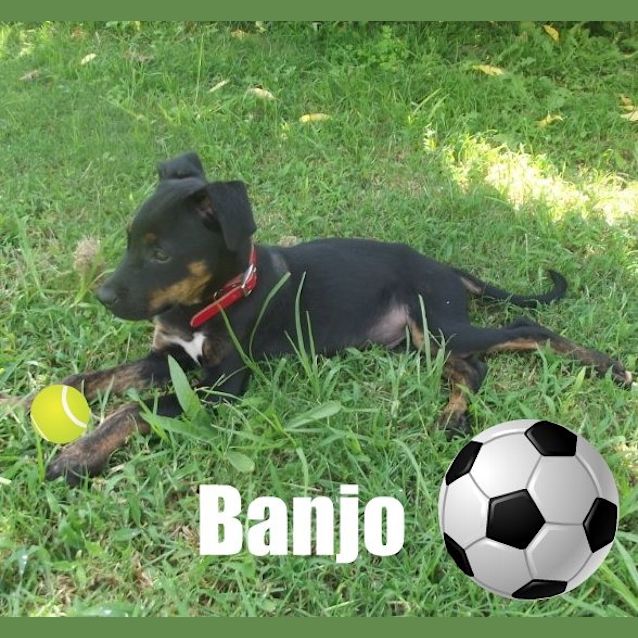 Photo of Banjo (On Trial)