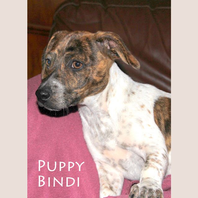 Photo of Bindi (On Trial)