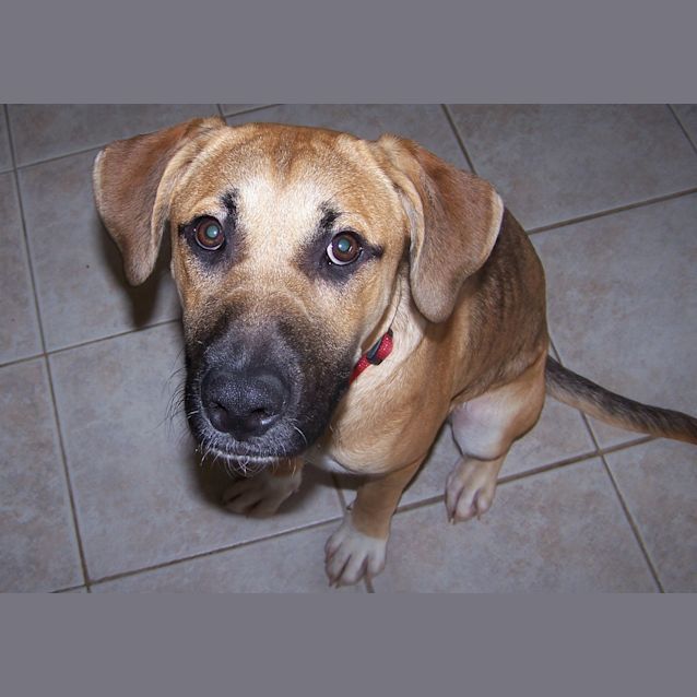Photo of Hugo ***On Hold***