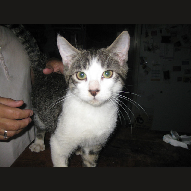 Photo of Meer Kat