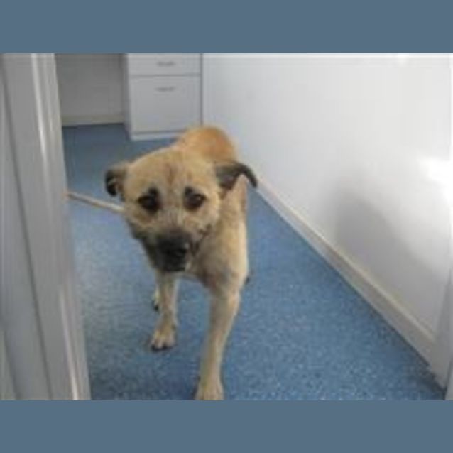 Photo of Urgent Foster Little Pound Dog