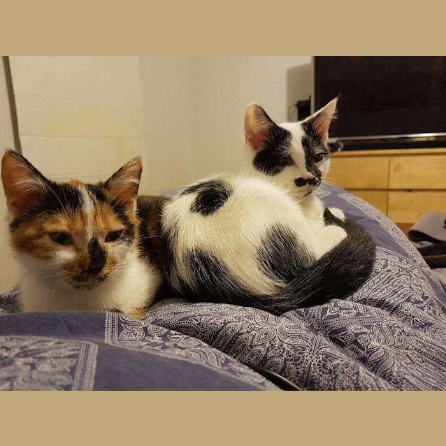 Photo of Peppermint Pat **2nd Chance Cat Rescue**