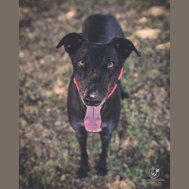 Photo of Crystal (Adoption Pending)