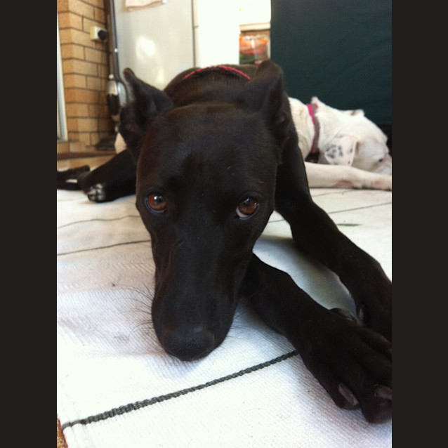 Photo of Piper (Is Now Being Adopted By His Foster Carer)