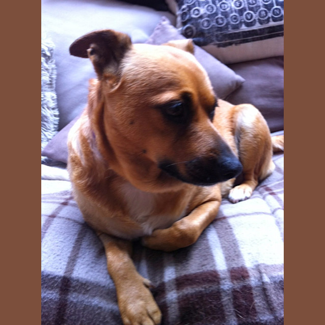 Photo of Ginger *Now On Trial In Her New Home*