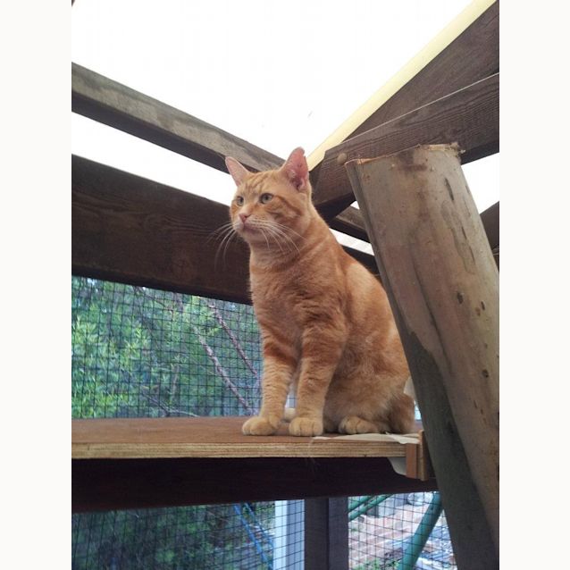 Photo of Simba