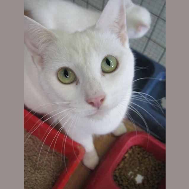 Photo of White Adult Female Cat