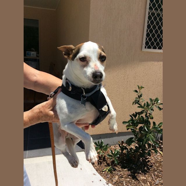 Photo of Boo   Assisting Rehoming