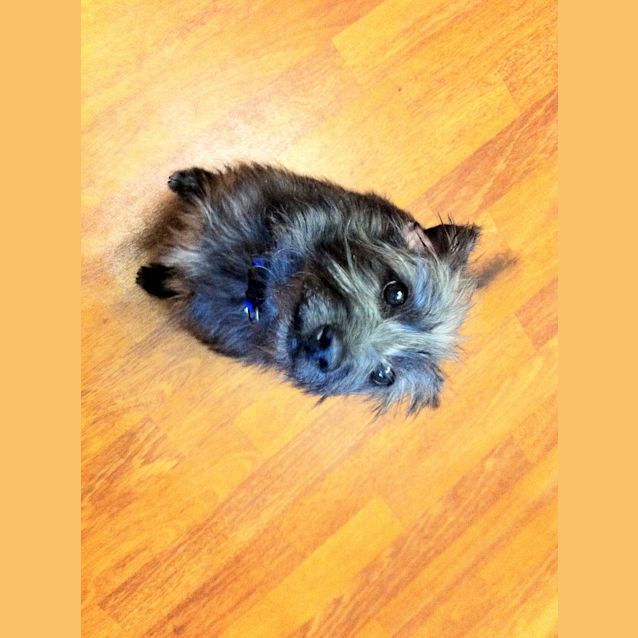 Photo of Peppy