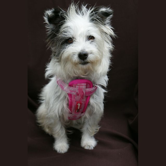 Photo of Bellatrix