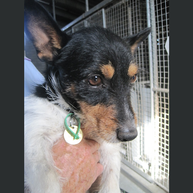 Photo of Adult Foxie X Male