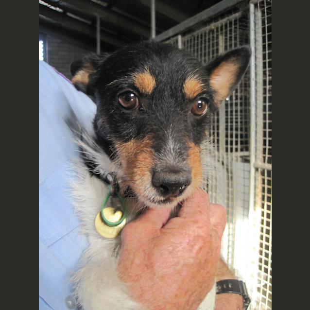 Photo of Adult Foxie X Male